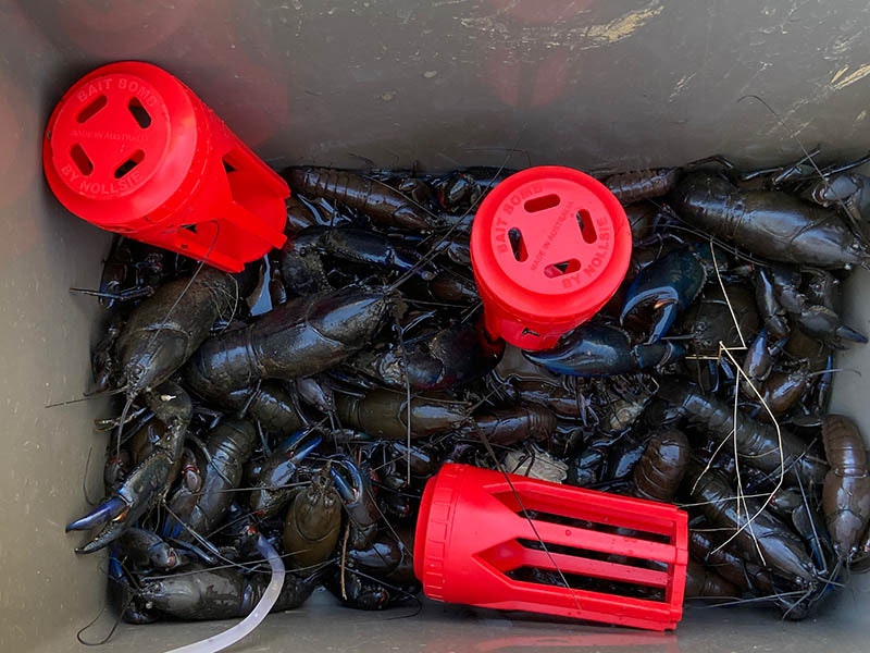 2 Pack of Bait Bomb Plastic Bait Holders For Crab Pots and Yabbie Traps