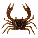 Rapala Crush City 6 Pack of 1.5 Inch Trickster Soft Plastic Lures