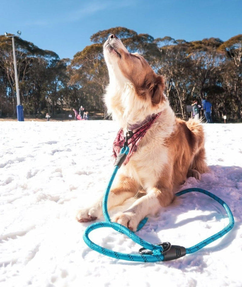 DOG LEASH BUDDY