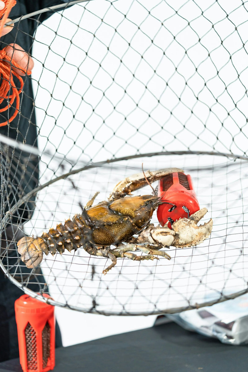 Bait Bomb Plastic Bait Holder For Crab Pots and Yabbie Traps