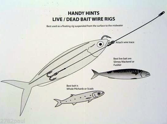 Wilson Live Bait/Dead Bait Wire Rig -