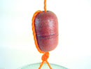 Wilson Double Ring Yabbie Net With 3/4 Inch Mesh - Drop Net - Red Claw