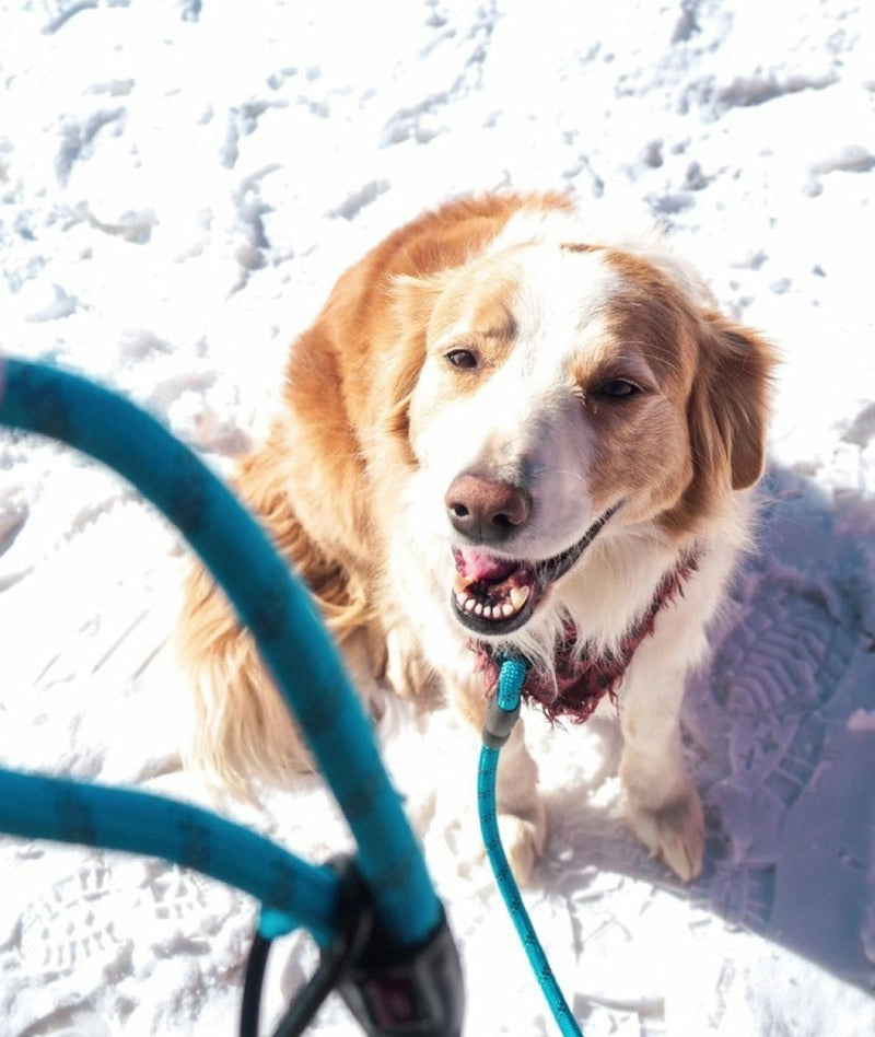 DOG LEASH BUDDY